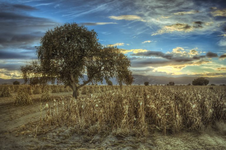 Lee más sobre el artículo La renegociación del TLCAN y el sector agropecuario