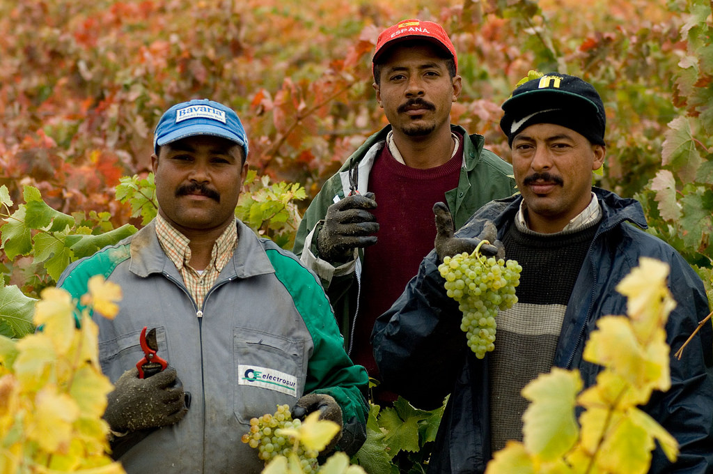 Lee más sobre el artículo El trabajo agrícola precario sostiene la prestigiosa producción de vino en el mundo