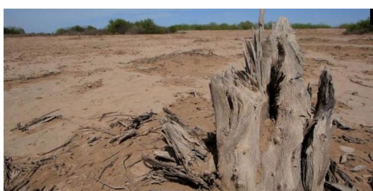 Lee más sobre el artículo La tala ilegal de árboles aumenta en la región del Mayo