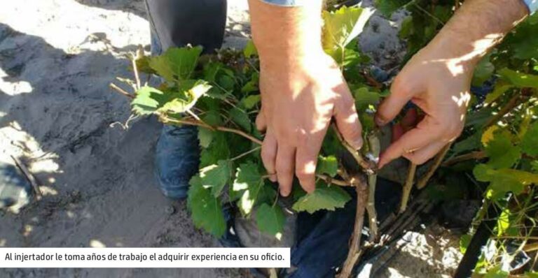 Lee más sobre el artículo Se exportan injertadores