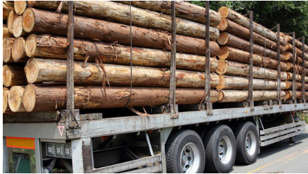 Lee más sobre el artículo México pierde miles de hectáreas de bosques cada año por la tala clandestina