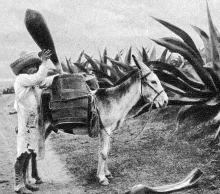 Lee más sobre el artículo Los gigantes del pulque
