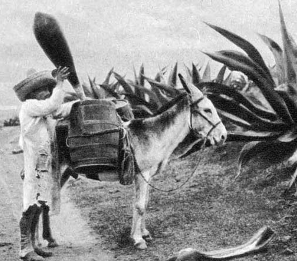 Lee más sobre el artículo Los gigantes del pulque
