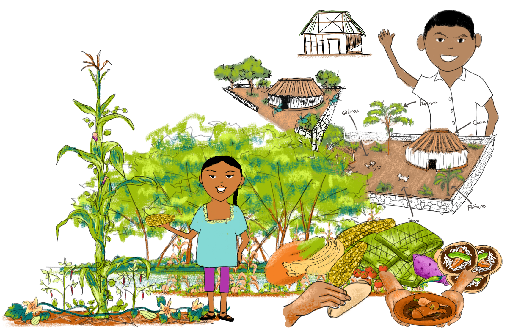Lee más sobre el artículo Infografías sobre agroecología maya
