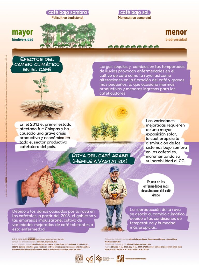 Cambio climático y sus efectos en cultivos estratégicos mexicanos: café 2