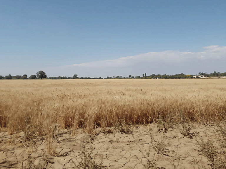Lee más sobre el artículo Sequía agrícola, acuafundio y nueva ley de aguas nacionales